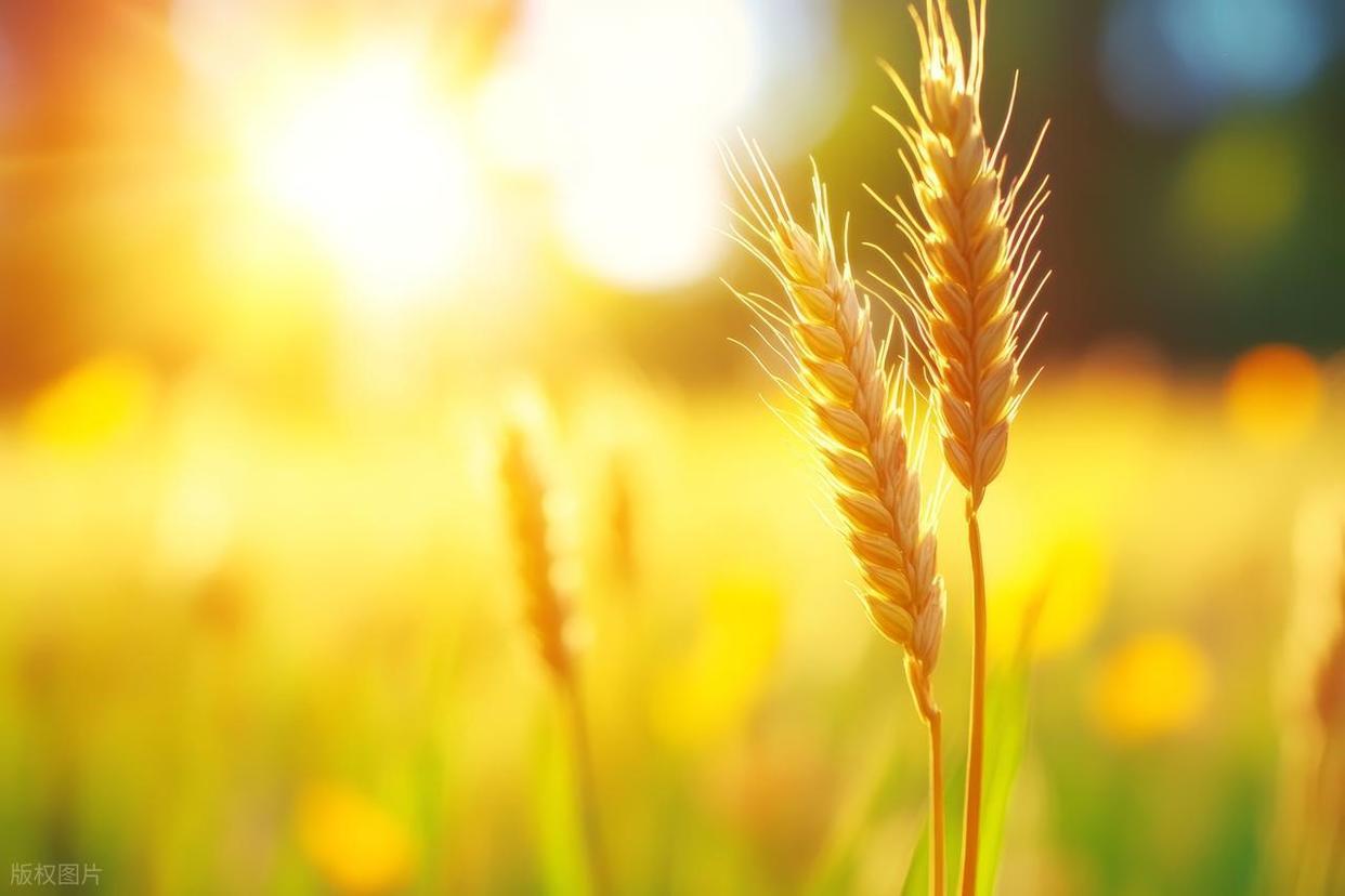 攝影小白實(shí)操：解鎖光線(xiàn)與背景的完美搭配插圖14