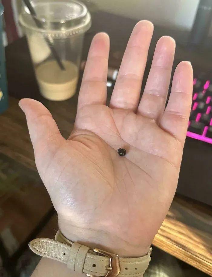 38張搞笑又扎心的收獲照：有人種出“拳頭番茄”，有人收獲一顆藍莓插圖18