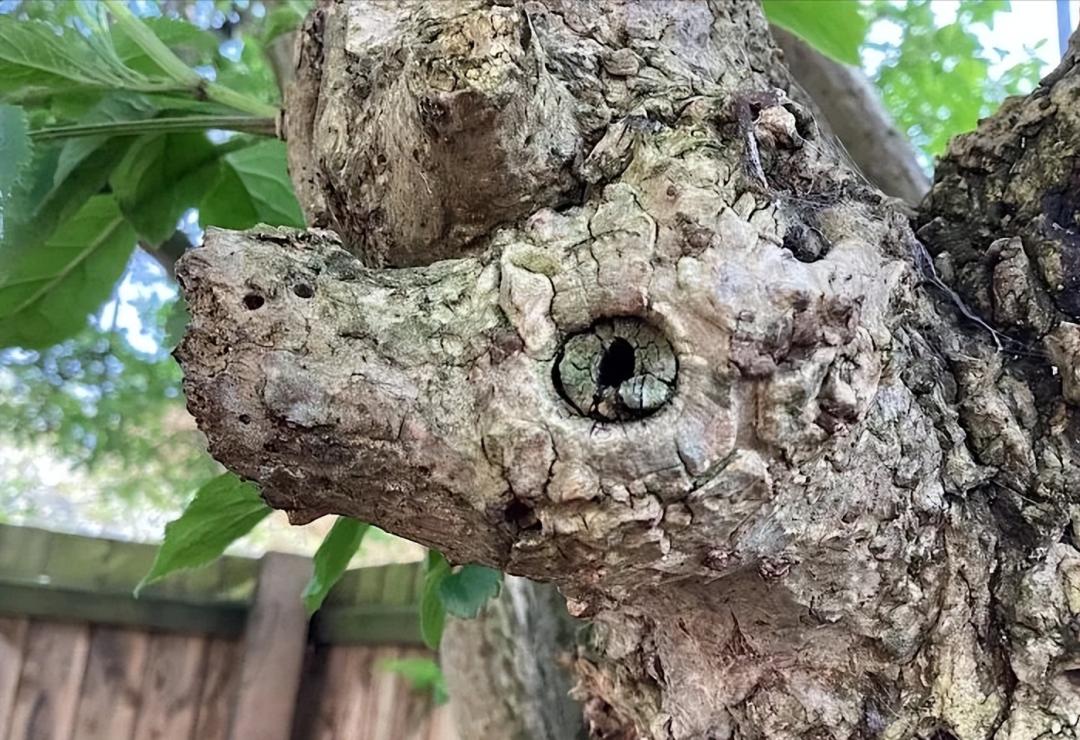 28棵“不正經”的樹：屁股、大長腿、搞笑臉，這屆樹木太會演了！插圖15