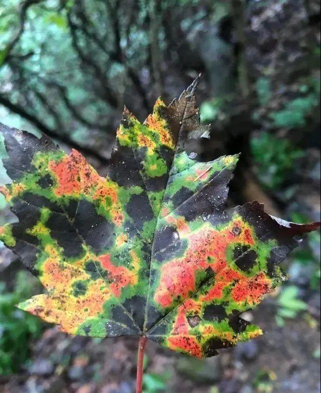 這些照片太會“騙人”：20個讓你大腦短路的錯覺瞬間插圖13