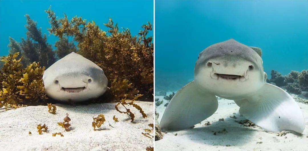 30張健康動物照，暴露了人類不配的溫柔幻覺插圖25