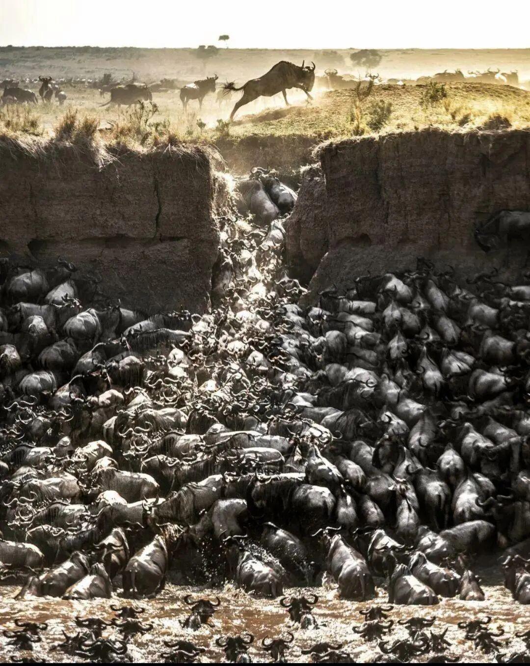 25個震撼瞬間：動物們為生存拼命上演的“殘酷真相”插圖2