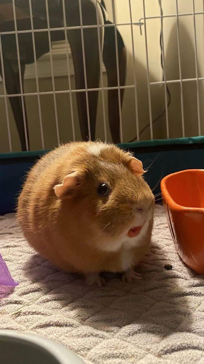 看完這31張圓形動物照，我才發現可愛原來也會讓人安靜下來插圖27