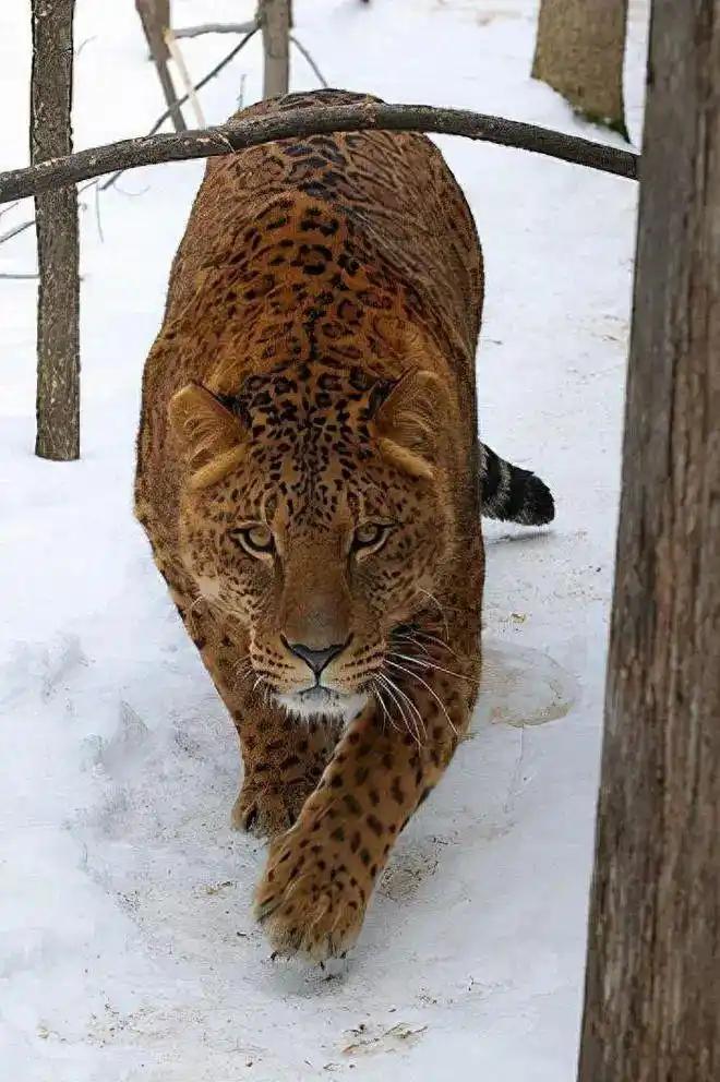 見過會“透明”的鯊魚嗎？30張讓人瞠目結舌的自然奇觀照片插圖4