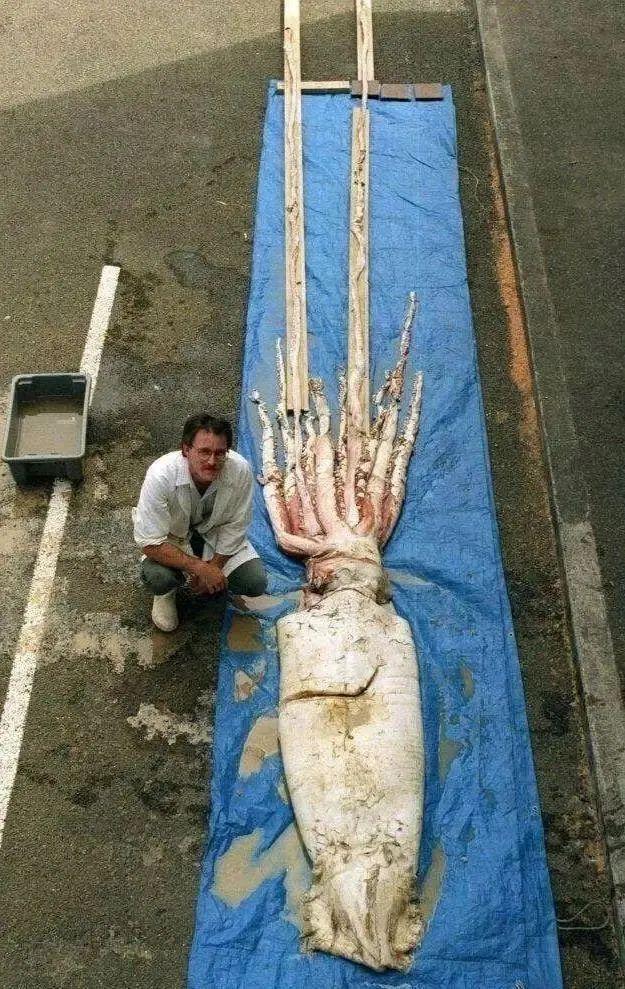 20個讓你懷疑人生的超巨型真實存在：10米烏賊、2噸馬、20萬升酒桶，看到第7個我沉默了插圖15