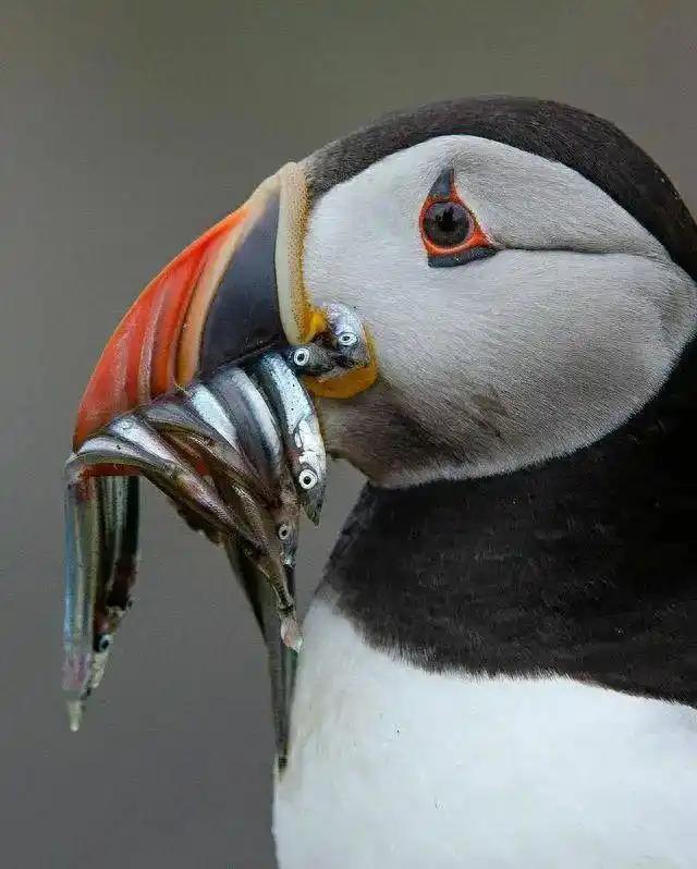 見過會“透明”的鯊魚嗎？30張讓人瞠目結舌的自然奇觀照片插圖8