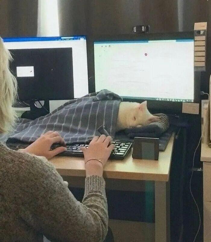 40次貓咪闖入最不合時宜的角落，卻意外戳中人類心底柔軟插圖16