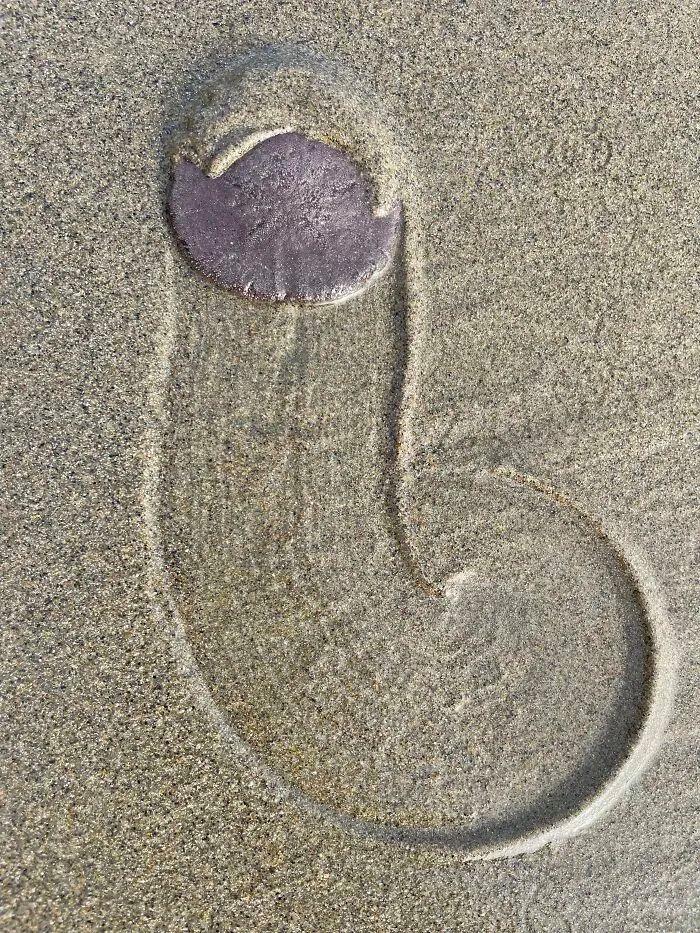 27次海灘驚魂發現：從恐龍腳印到鯨魚骸骨，真相比小說還離譜！插圖17