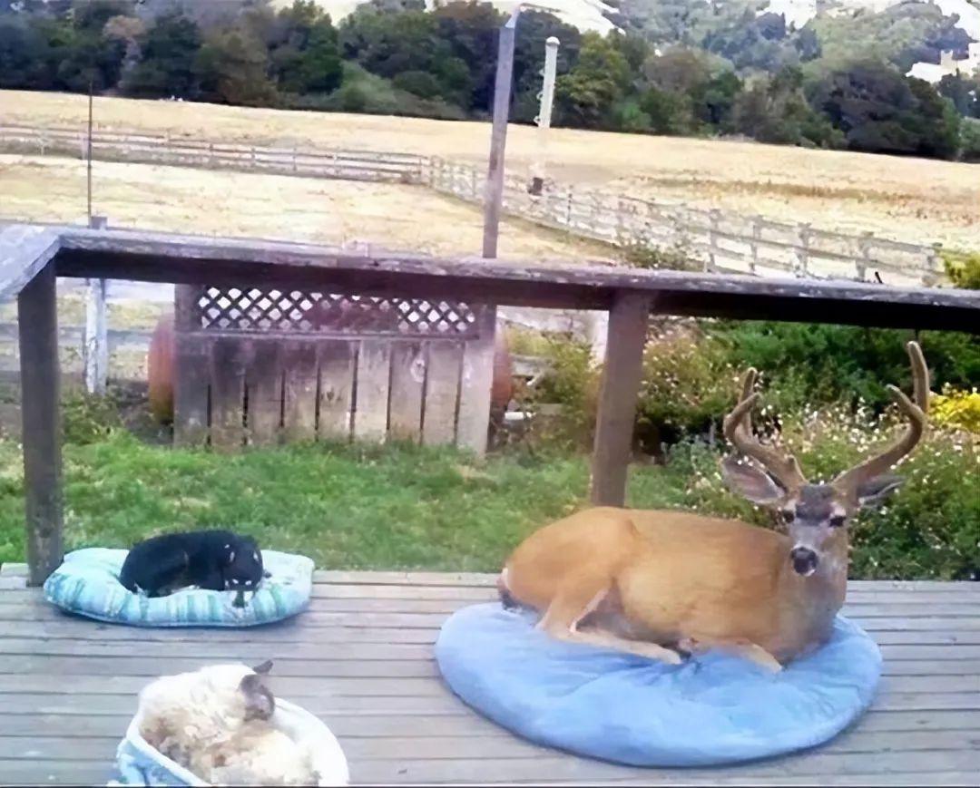 30張健康動物照，暴露了人類不配的溫柔幻覺插圖10