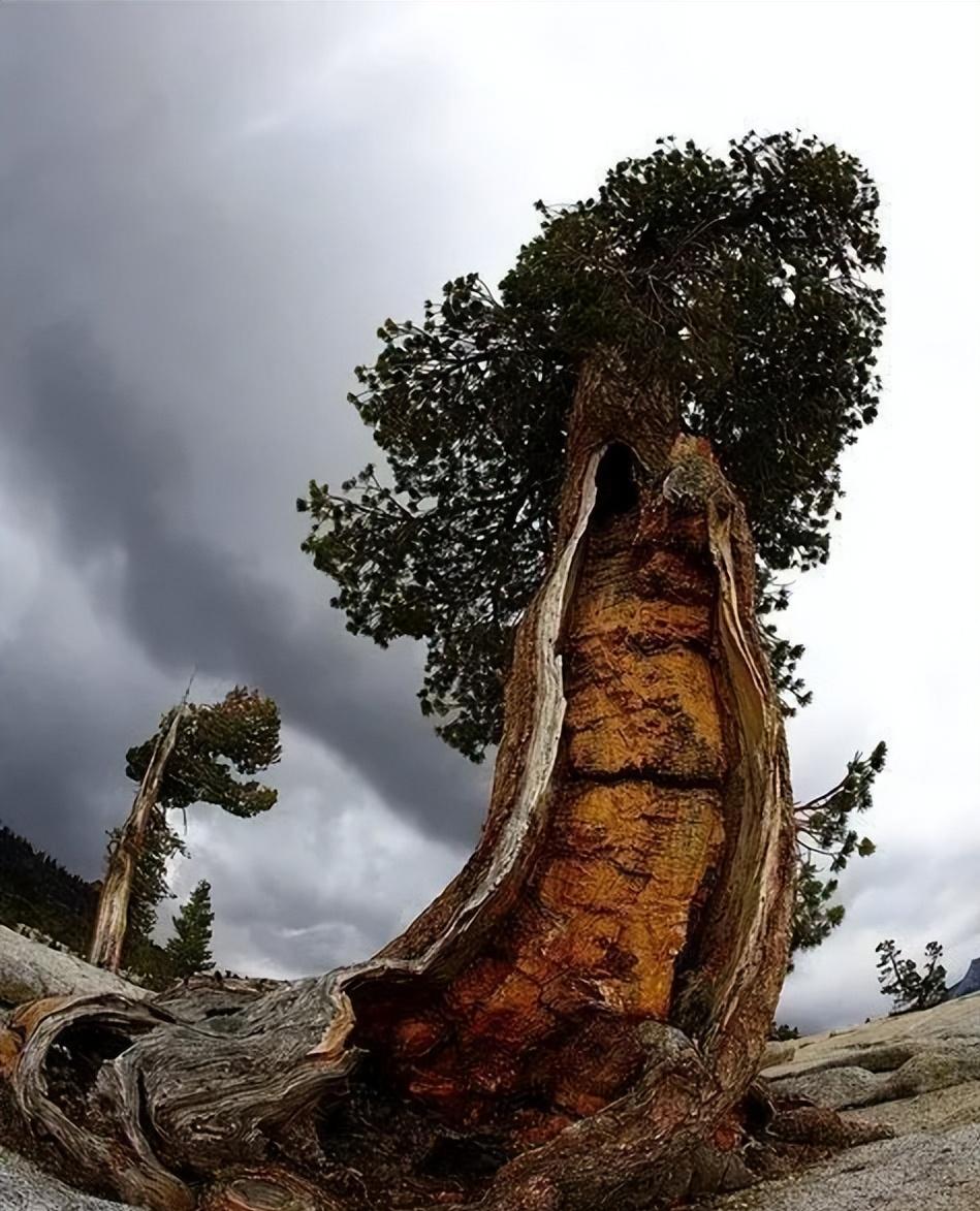 28棵“不正經”的樹：屁股、大長腿、搞笑臉，這屆樹木太會演了！插圖22