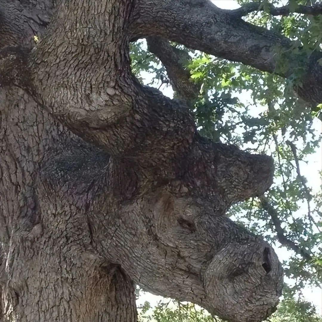 28棵“不正經”的樹：屁股、大長腿、搞笑臉，這屆樹木太會演了！插圖20