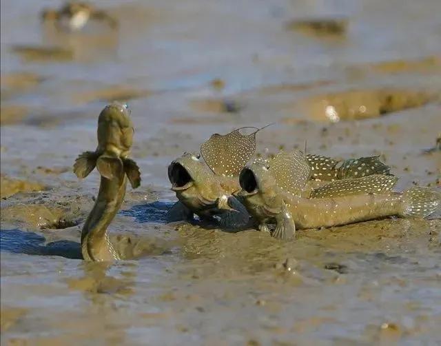 奇趣的動物攝影圖集，驚艷無比、大開眼界、難得一見插圖22