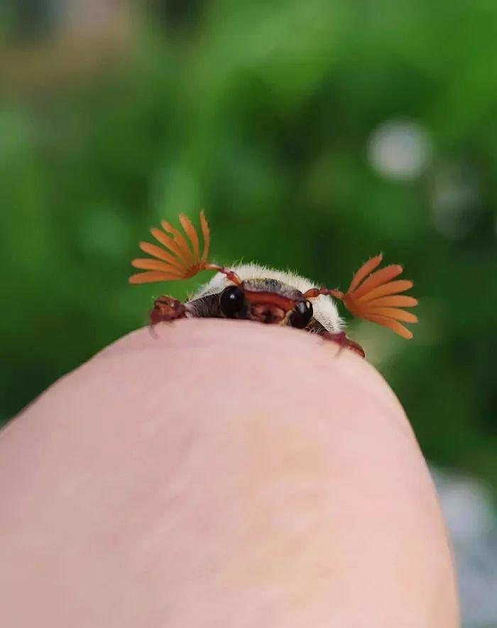 20種長得比科幻片還酷的昆蟲：別再怕，它們比你想象的更迷人！插圖4