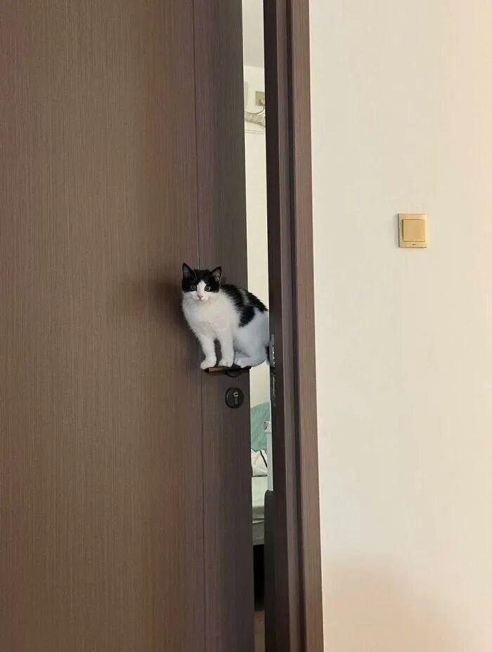 40次貓咪闖入最不合時宜的角落，卻意外戳中人類心底柔軟插圖10