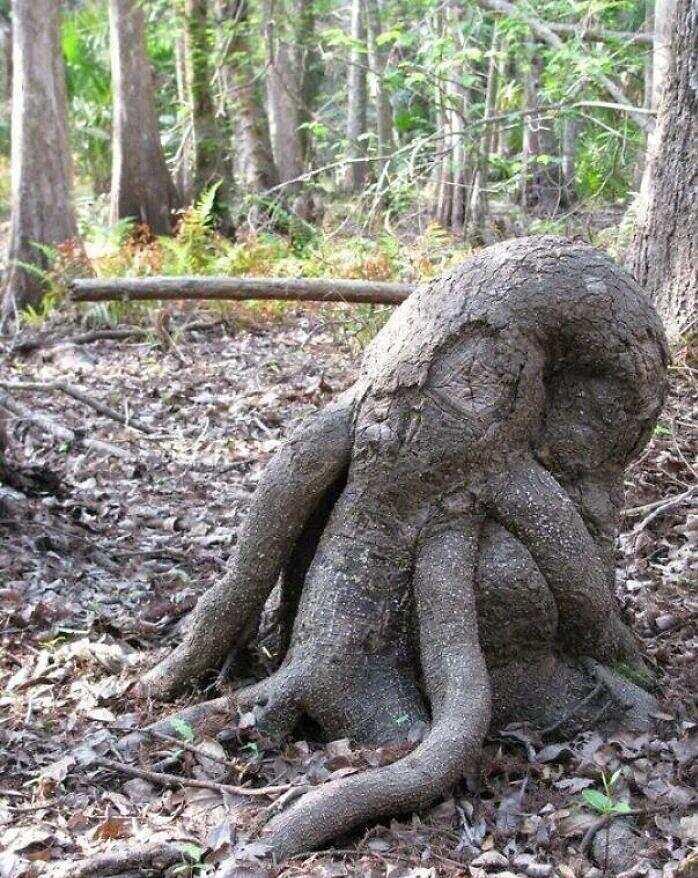 28棵“不正經”的樹：屁股、大長腿、搞笑臉，這屆樹木太會演了！插圖7