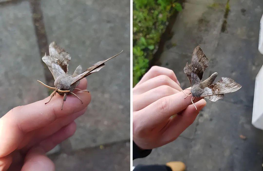 26種讓人眼前一亮的昆蟲-無料攝影圈