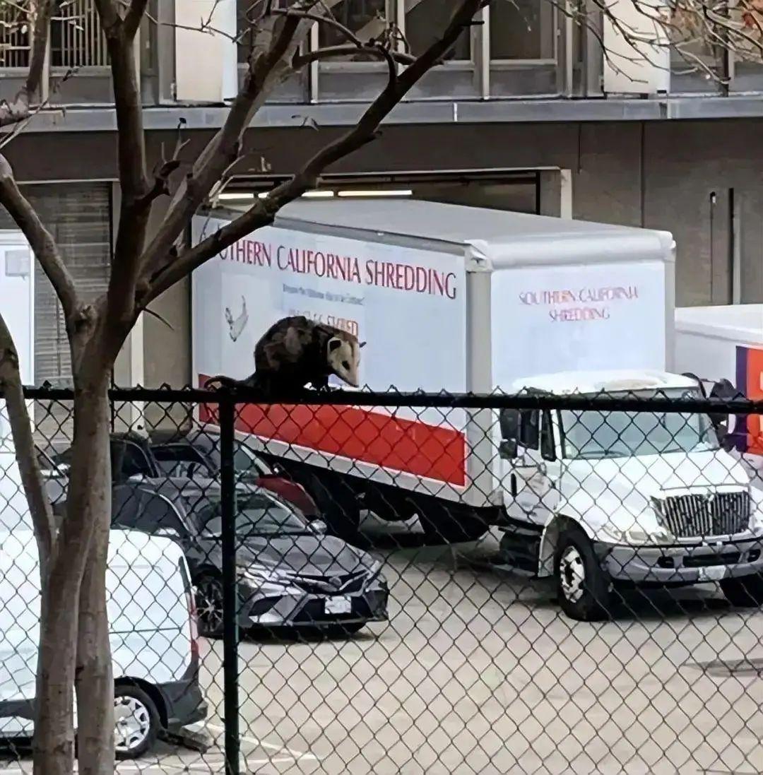 20張照片太離譜：第一眼看錯的你，不是一個人插圖17