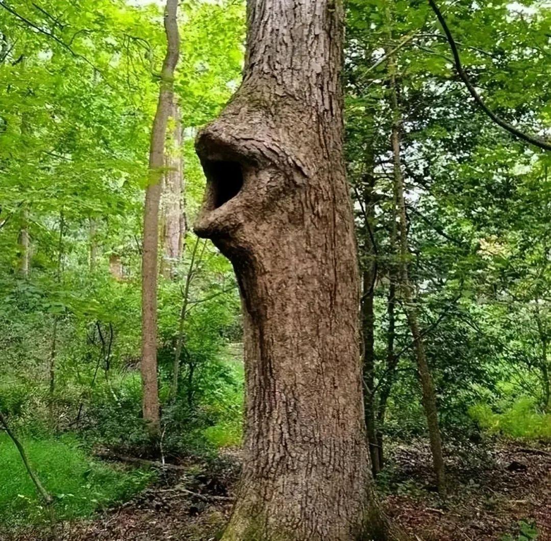 21張“現實攻擊性極強”的照片，每一張都在挑戰常識極限插圖5