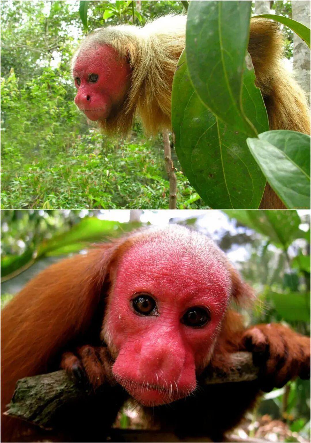 25個震撼瞬間：動物們為生存拼命上演的“殘酷真相”插圖12