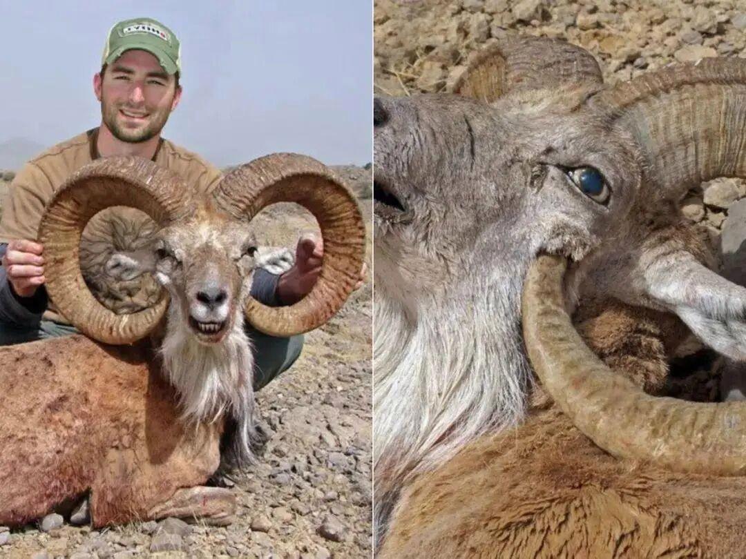 25個震撼瞬間：動物們為生存拼命上演的“殘酷真相”插圖1