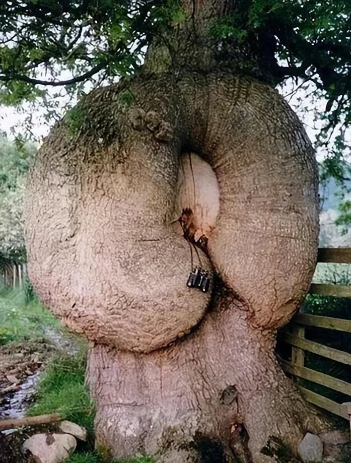 28棵“不正經”的樹：屁股、大長腿、搞笑臉，這屆樹木太會演了！插圖23