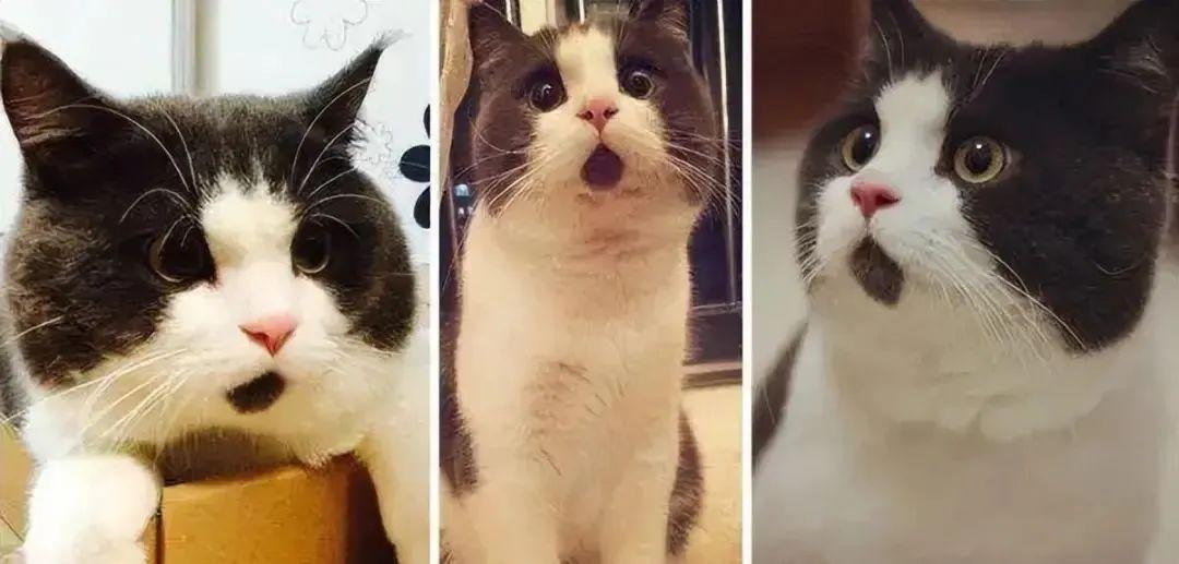 這些照片太會“騙人”：20個讓你大腦短路的錯覺瞬間插圖15