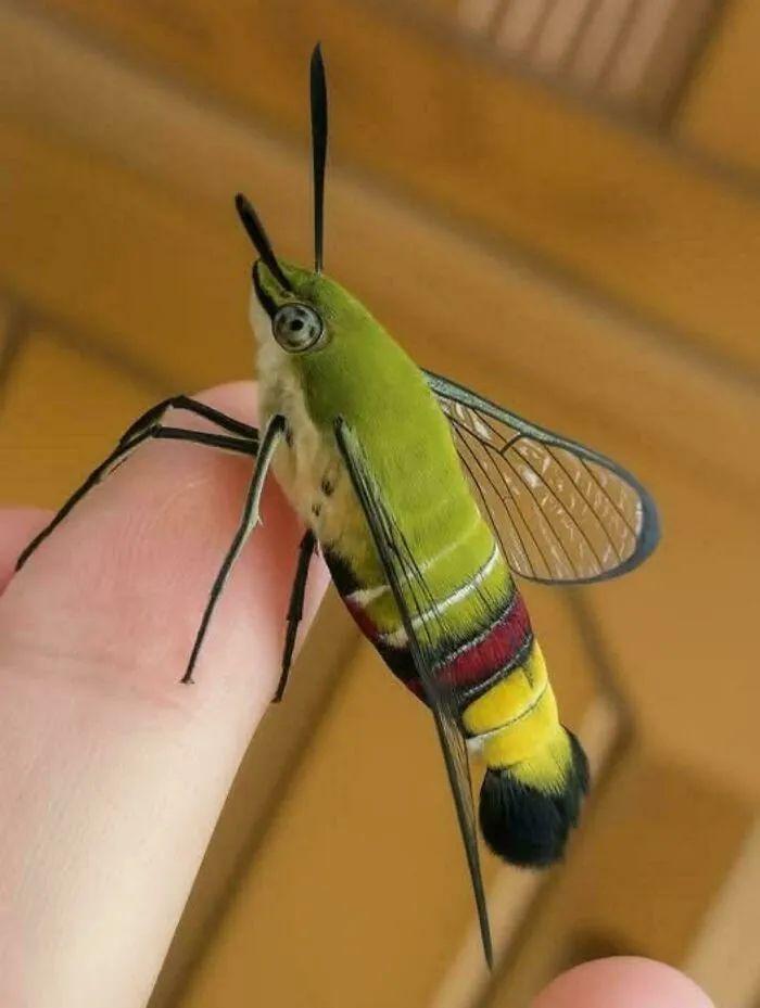 20種長得比科幻片還酷的昆蟲：別再怕，它們比你想象的更迷人！插圖9