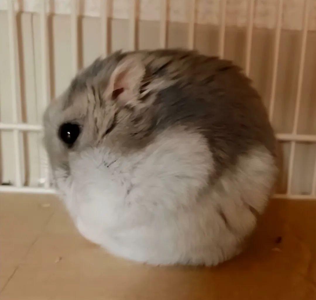 看完這31張圓形動物照，我才發現可愛原來也會讓人安靜下來插圖13