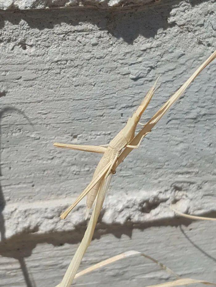 26種讓人眼前一亮的昆蟲插圖