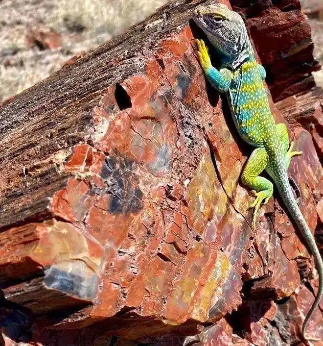 見過會“透明”的鯊魚嗎？30張讓人瞠目結舌的自然奇觀照片插圖9