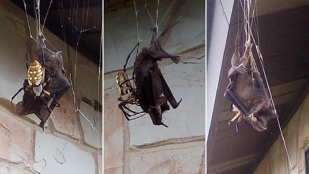 25個震撼瞬間：動物們為生存拼命上演的“殘酷真相”插圖4