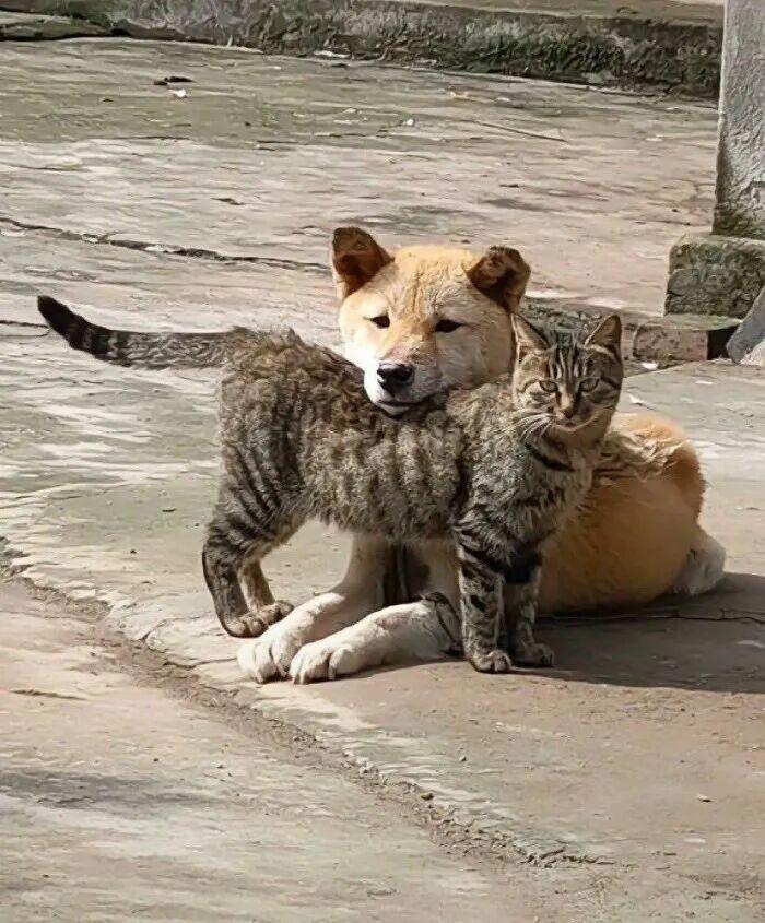 40次貓咪闖入最不合時宜的角落，卻意外戳中人類心底柔軟插圖28