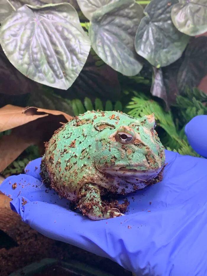 看完這31張圓形動(dòng)物照，我才發(fā)現(xiàn)可愛原來也會(huì)讓人安靜下來-無料攝影圈