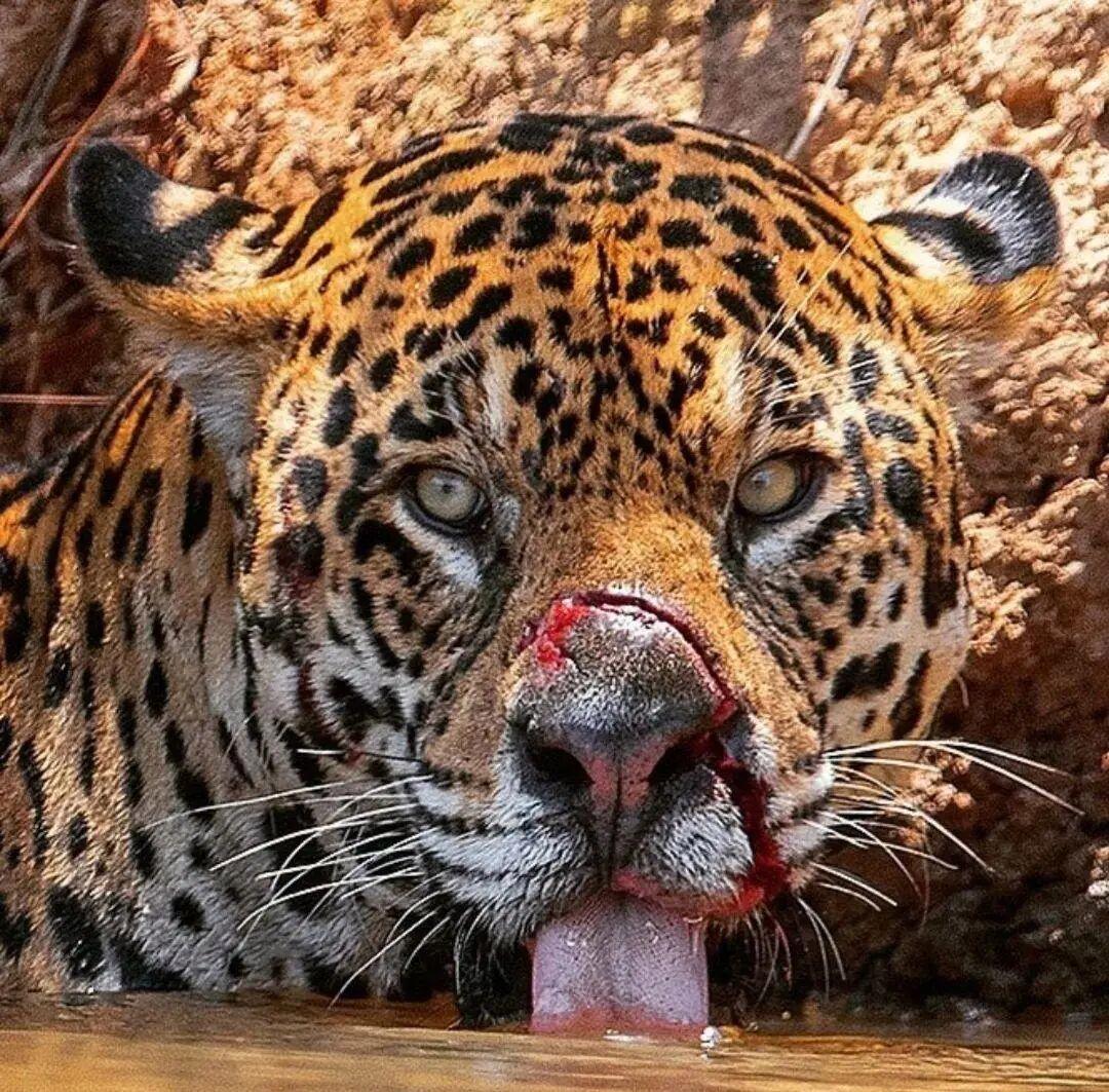 25個震撼瞬間：動物們為生存拼命上演的“殘酷真相”插圖19