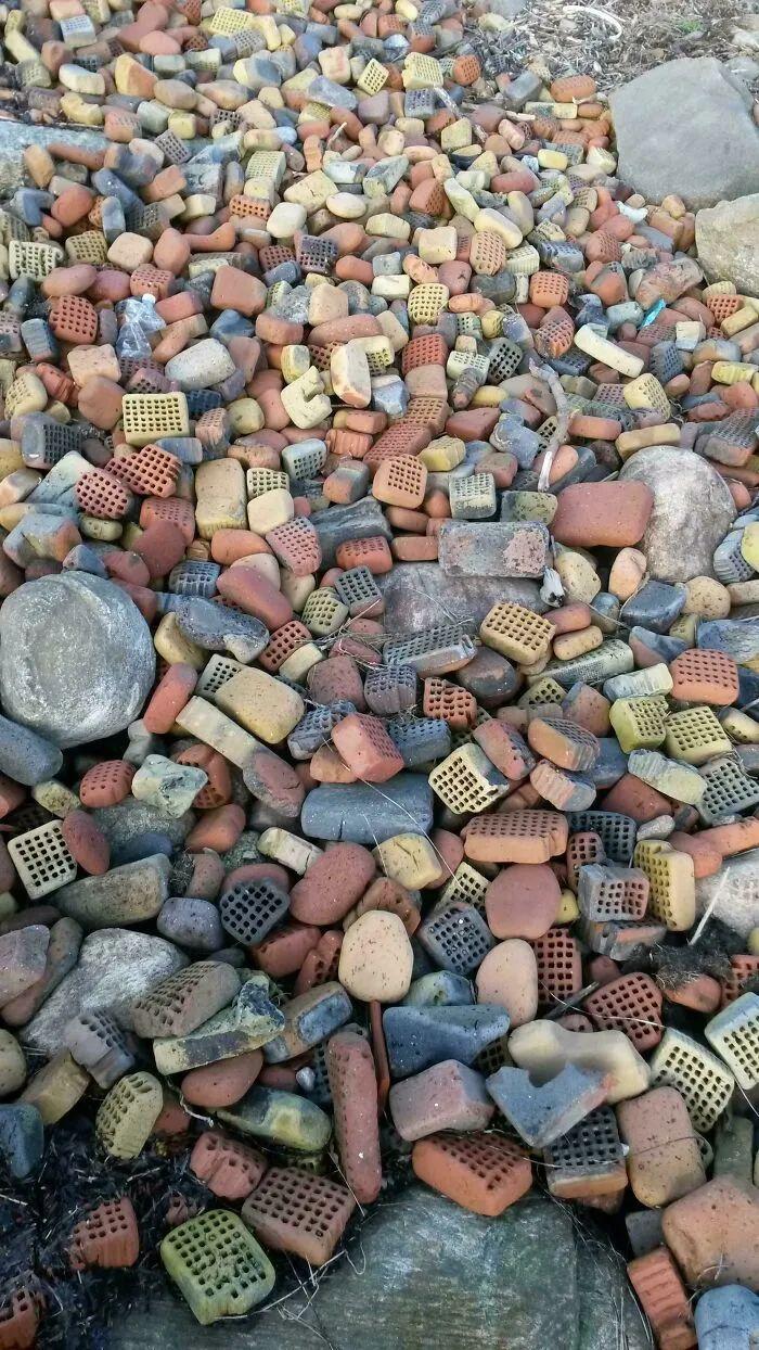 27次海灘驚魂發現：從恐龍腳印到鯨魚骸骨，真相比小說還離譜！插圖15