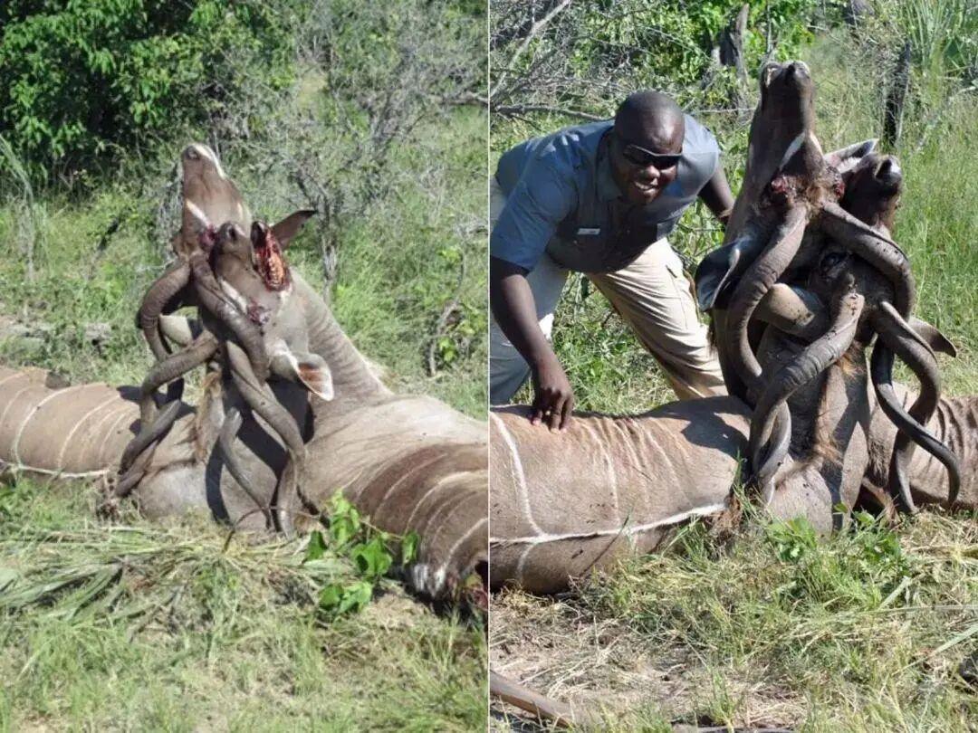 25個震撼瞬間：動物們為生存拼命上演的“殘酷真相”插圖23