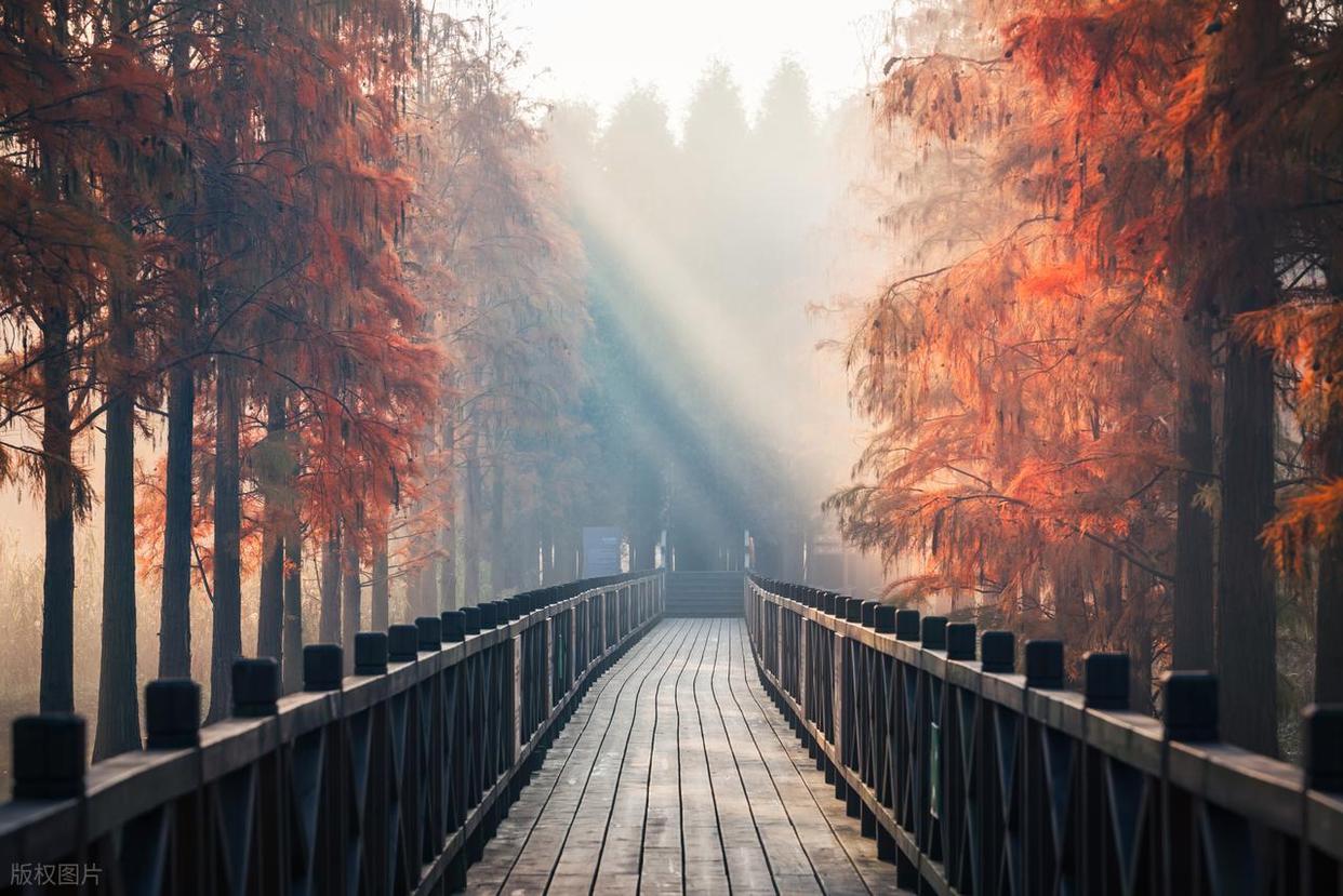 攝影構圖避坑指南：拍出好片的關鍵要點插圖5