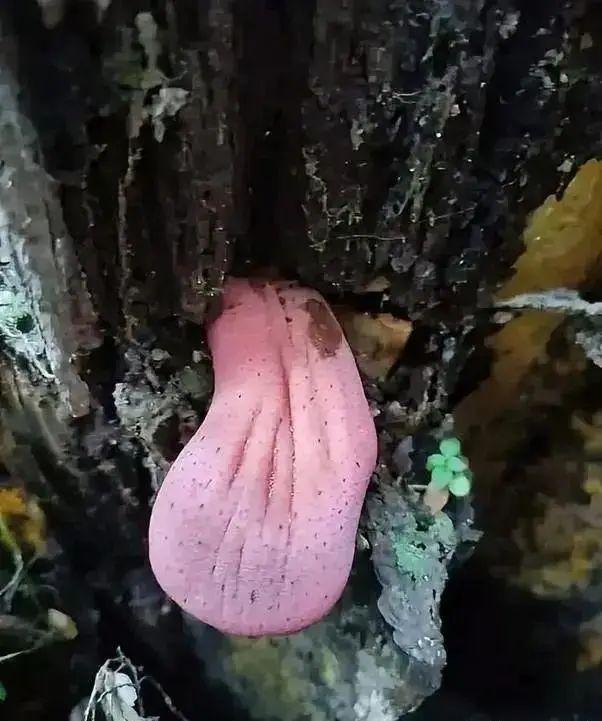 20次地球開掛的時刻：拍下來的那一刻，我開始重新審視世界！插圖17