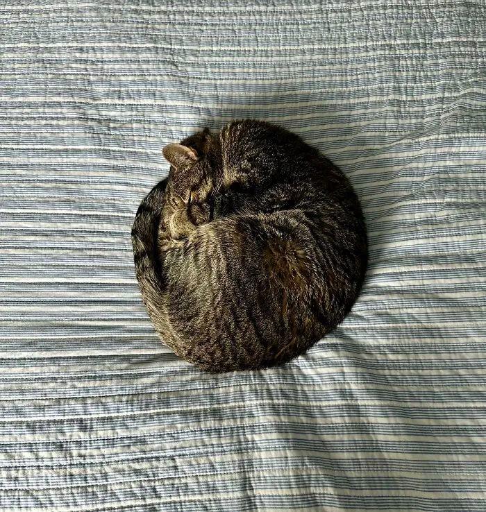 看完這31張圓形動物照，我才發現可愛原來也會讓人安靜下來插圖22