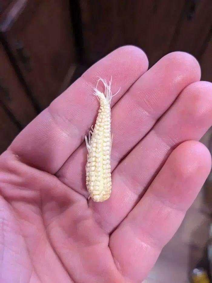 38張搞笑又扎心的收獲照：有人種出“拳頭番茄”，有人收獲一顆藍莓插圖9