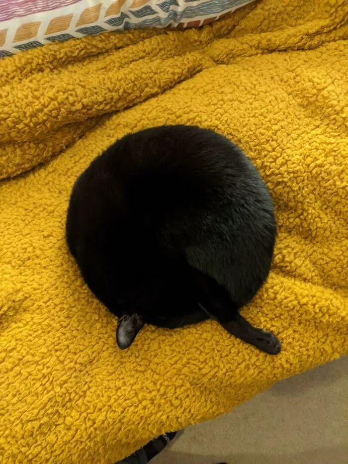 看完這31張圓形動物照，我才發現可愛原來也會讓人安靜下來插圖10