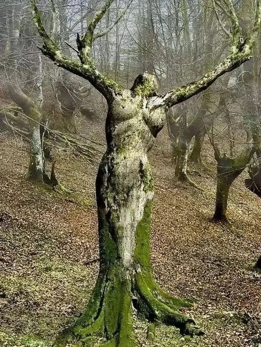 28棵“不正經”的樹：屁股、大長腿、搞笑臉，這屆樹木太會演了！插圖14