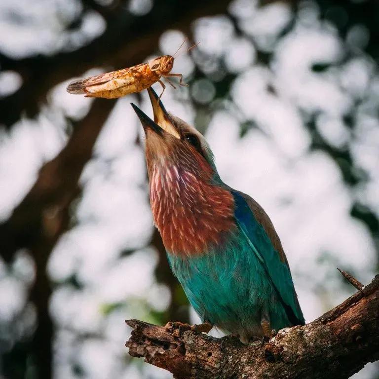奇趣的動物攝影圖集，驚艷無比、大開眼界、難得一見插圖23