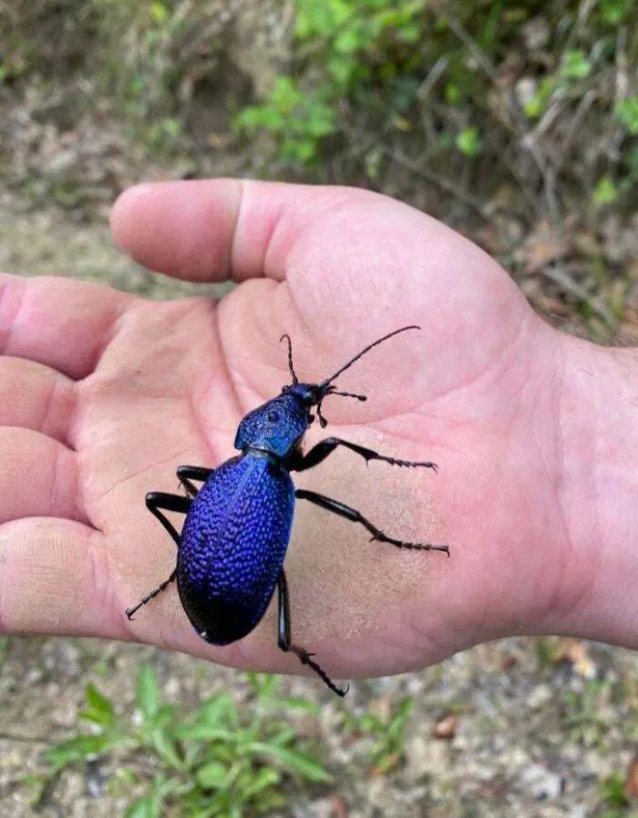 20種長得比科幻片還酷的昆蟲：別再怕，它們比你想象的更迷人！插圖12