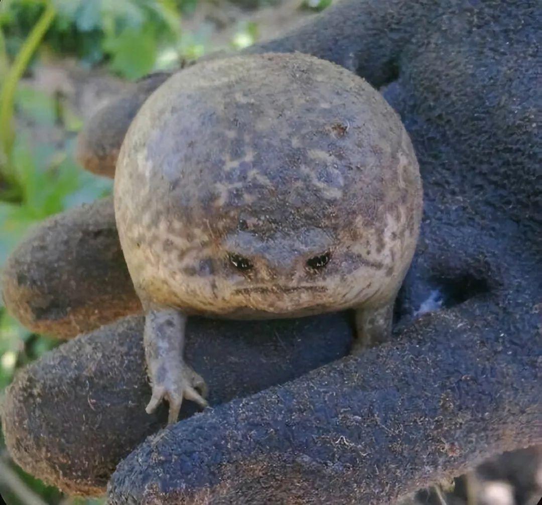 看完這31張圓形動物照，我才發現可愛原來也會讓人安靜下來插圖5