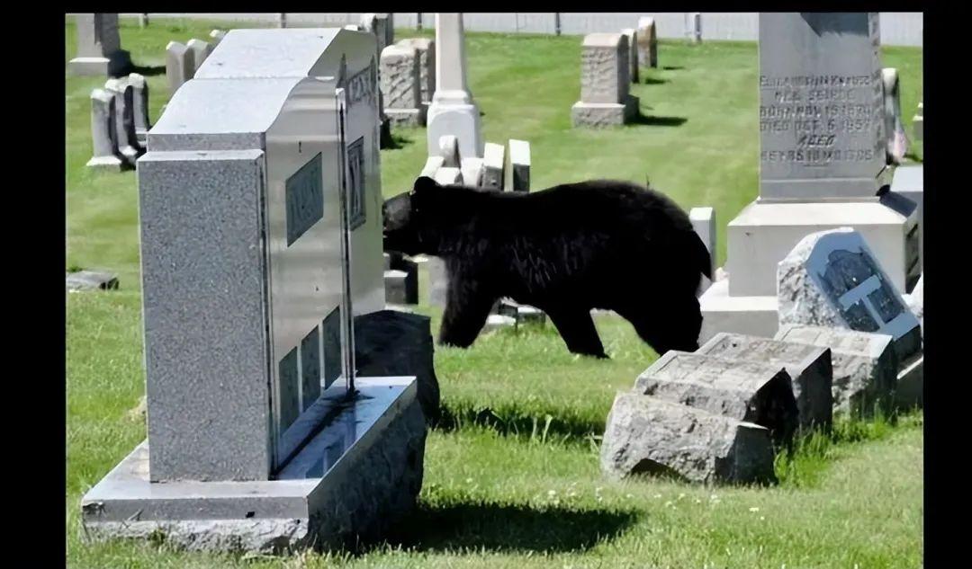 真實世界的“恐怖片”：20個你不敢相信是真的故事，看到第5個我頭皮發麻插圖8