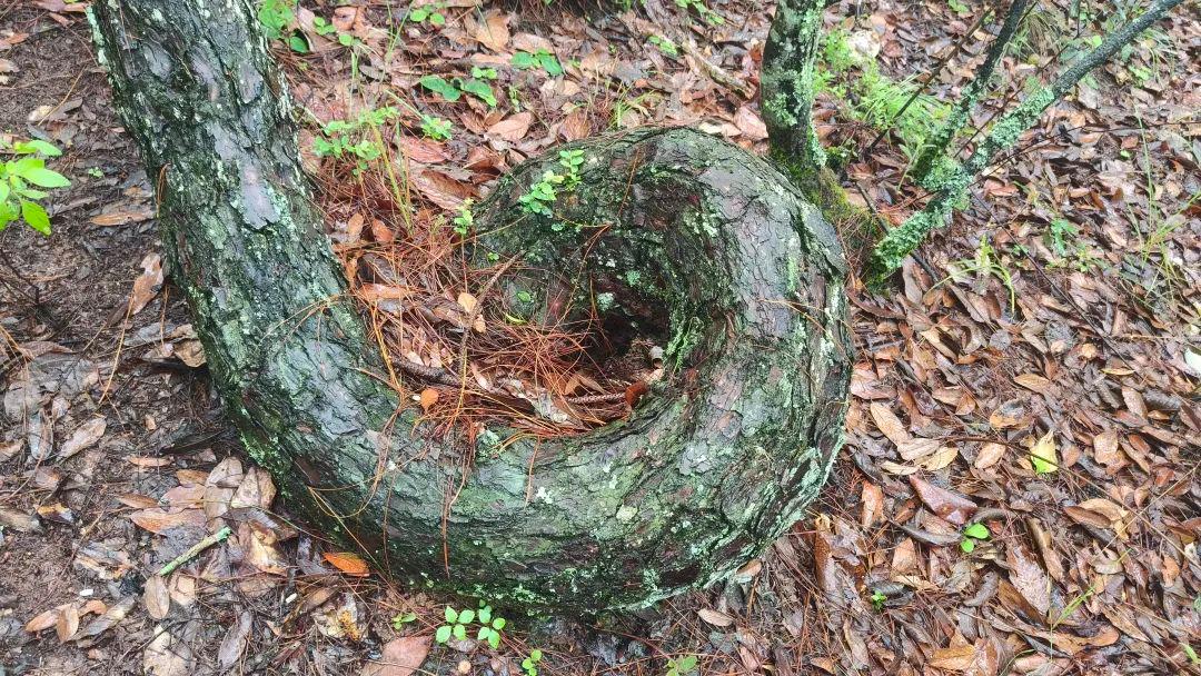 28棵“不正經”的樹：屁股、大長腿、搞笑臉，這屆樹木太會演了！插圖26