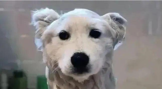 這些照片太會“騙人”：20個讓你大腦短路的錯覺瞬間插圖8