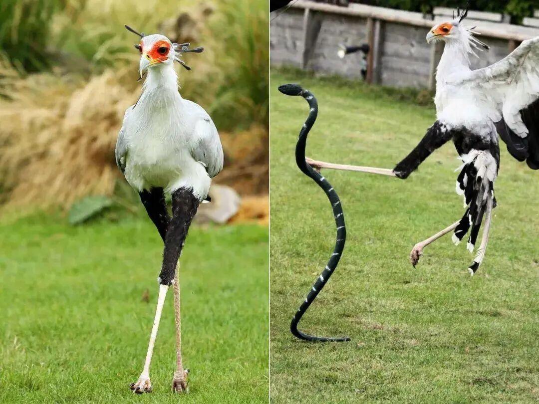 25個震撼瞬間：動物們為生存拼命上演的“殘酷真相”插圖14