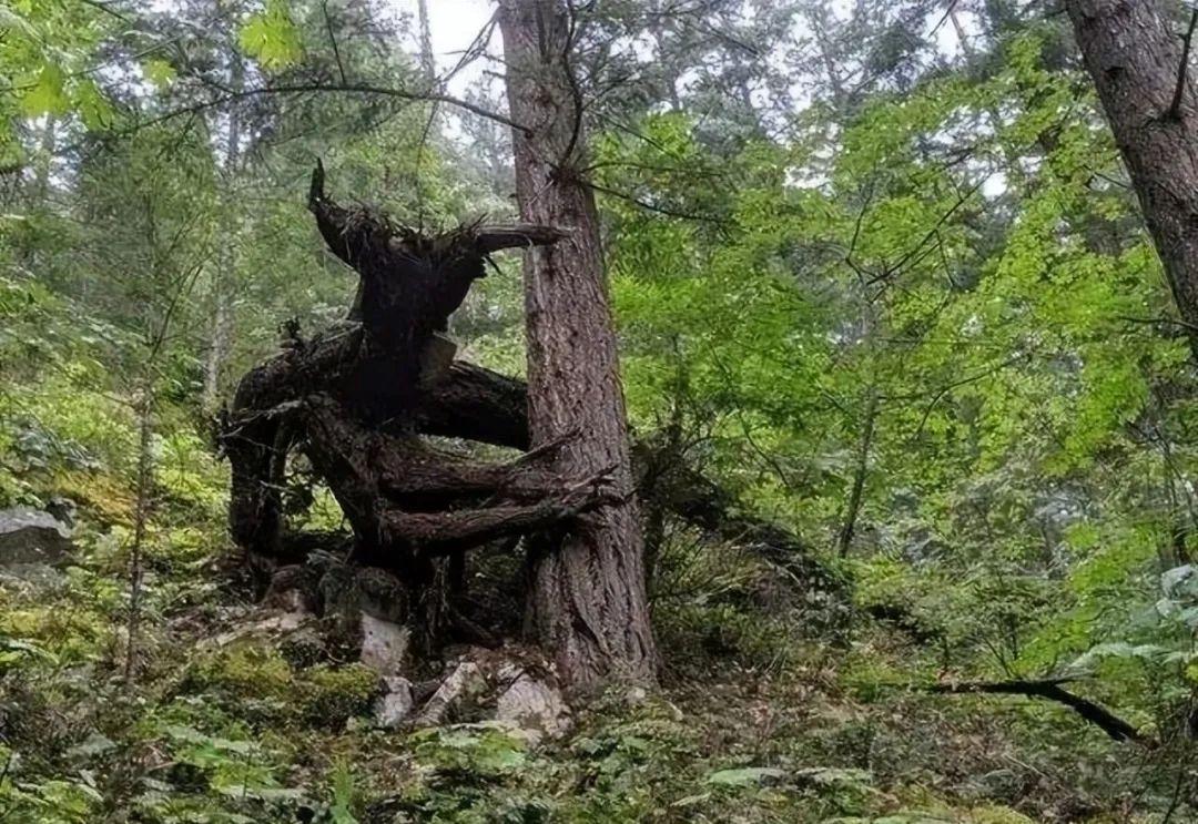 28棵“不正經”的樹：屁股、大長腿、搞笑臉，這屆樹木太會演了！插圖4